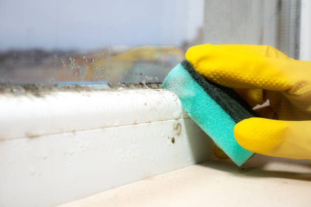 Best Mold Removal for HVAC Installations  in Rutherford, PA